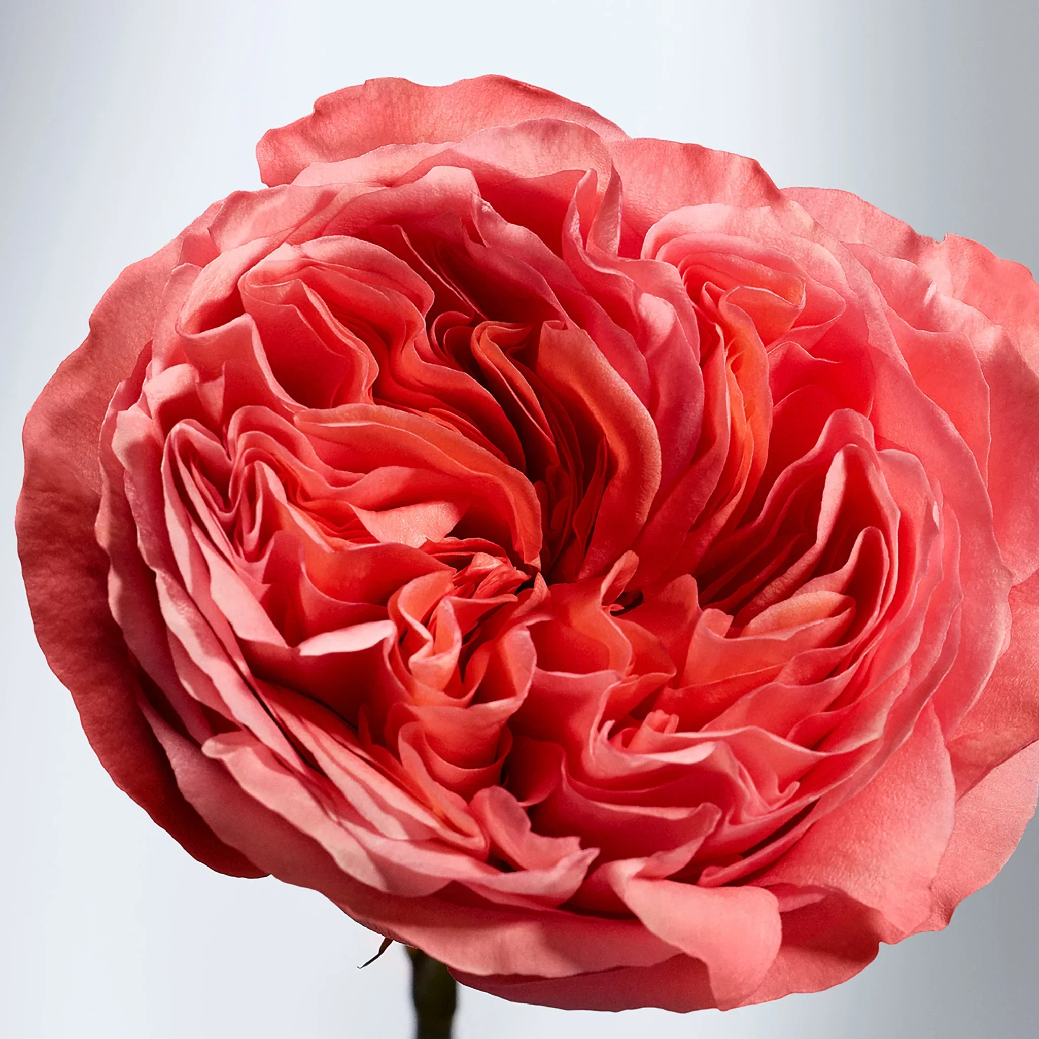 British Rose Body Lotion-to-Milk - Image 3